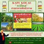 “ เมืองจุลินทรีย์ “ เปิดตัว สารอาหารพืชชีวภาพ (สูตรพรีเมี่ยม) KAPI KOLAE “ กะปิโคเล เพื่อเกษตรกร พึ่งตนเอง 